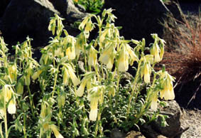 Onosma nana